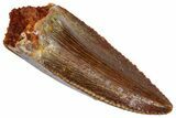 Serrated, Raptor Premaxillary Tooth - Real Dinosaur Tooth #360977-1
